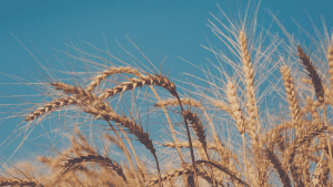 This image is used to show it's relevance to Australian farmers