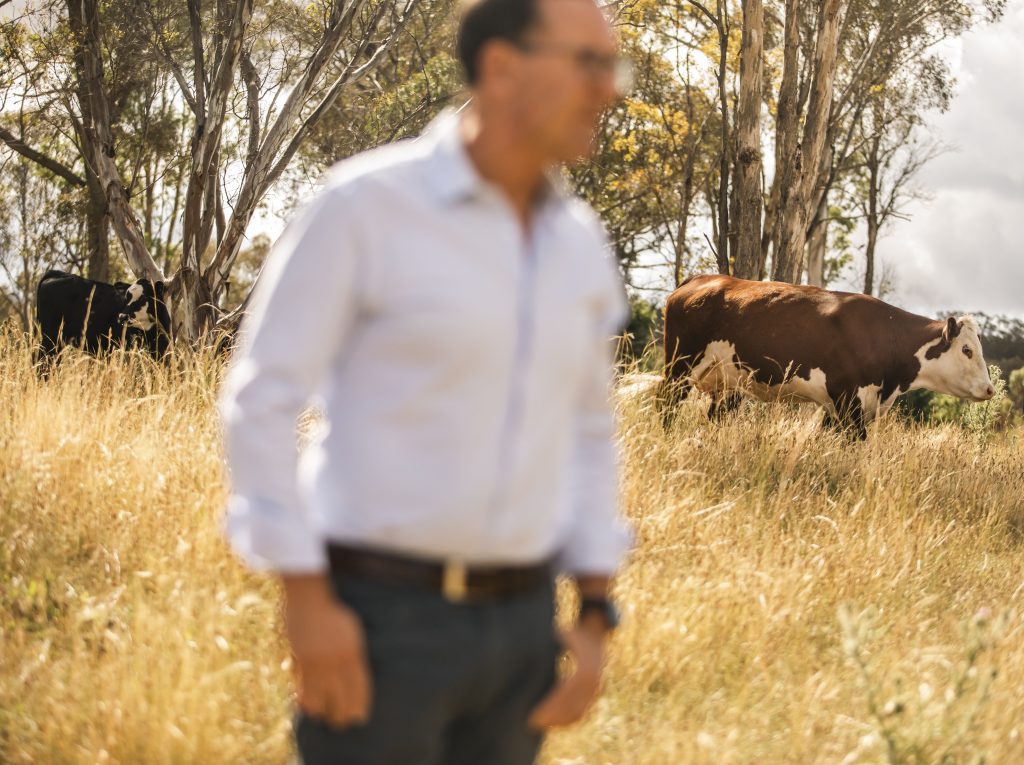 Armidale Accountant Matt Meehan from Lifesolver Financial wandering his farm with cows in the background.