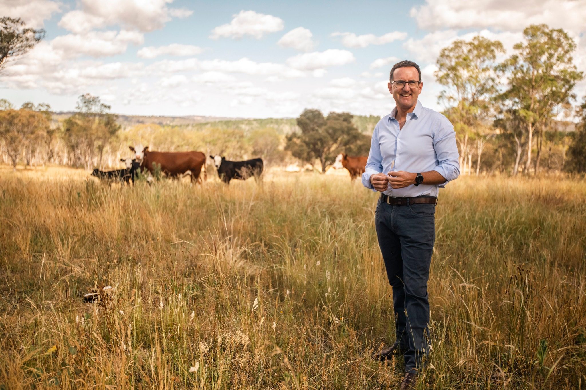 Matt Meehan Armidale Accountant walking through a paddock of cows.