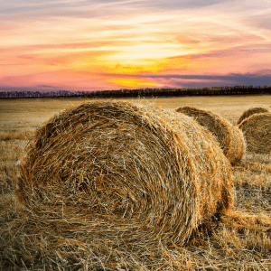 Hay in field