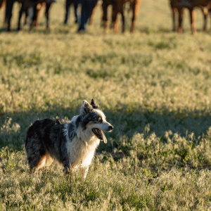 Dog in field