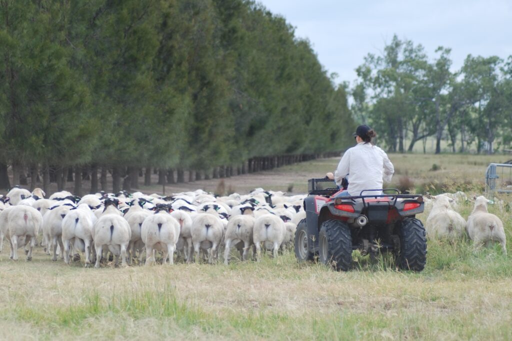 A woman on a red and black quad bike rounding up Dorpher rams.
