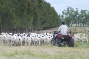 A woman on a red and black quad bike rounding up Dorpher rams.