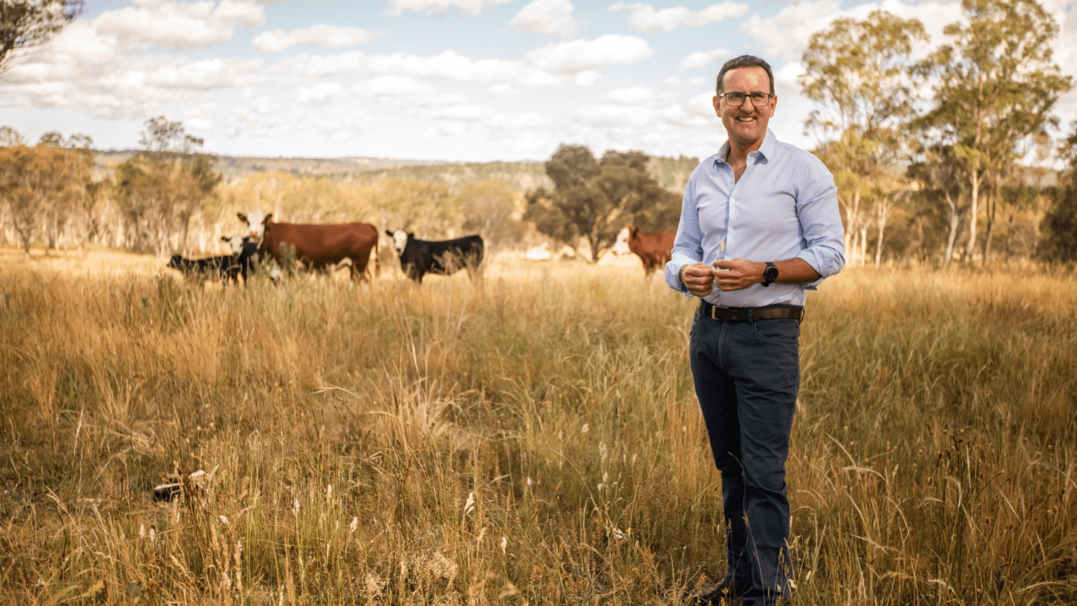 Matt Meehan standing in a paddock on a golden afternoon with a brown and a black cow in the far distance.