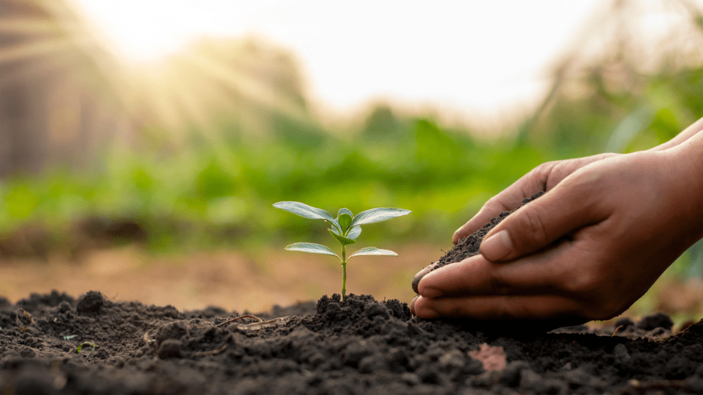 Two caring hands scattering dirt over a budding plant seedling.